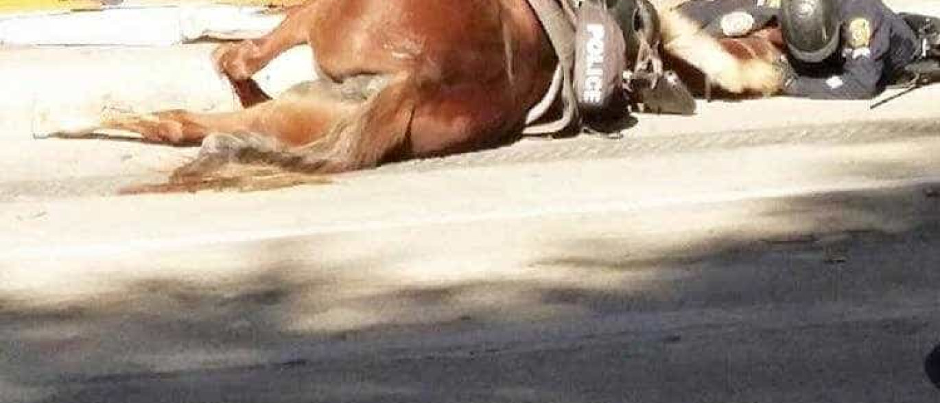 Internet emocionada com polícia que confortou cavalo moribundo Naom_566711b454248