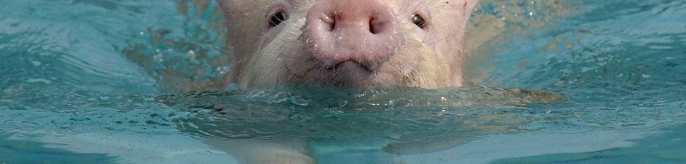 Os porcos nadadores das Bahamas