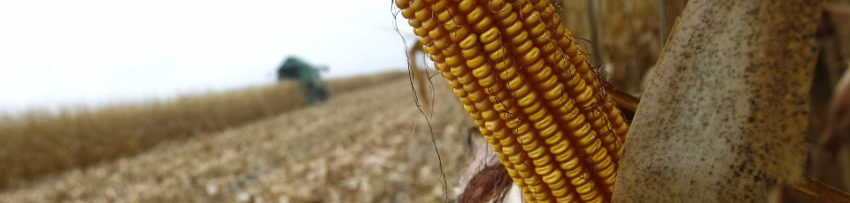 França proibiu cultivo de milho transgénico da Monsanto