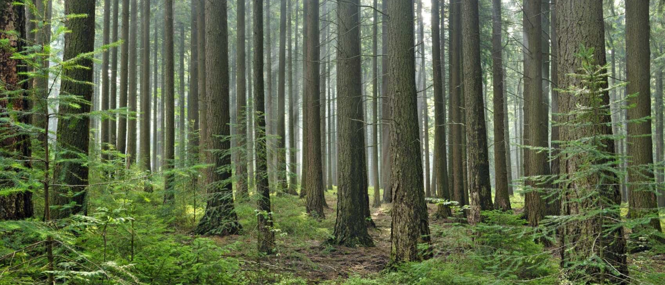 Resultado de imagem para Governo vai abrir novo concurso para a florestação