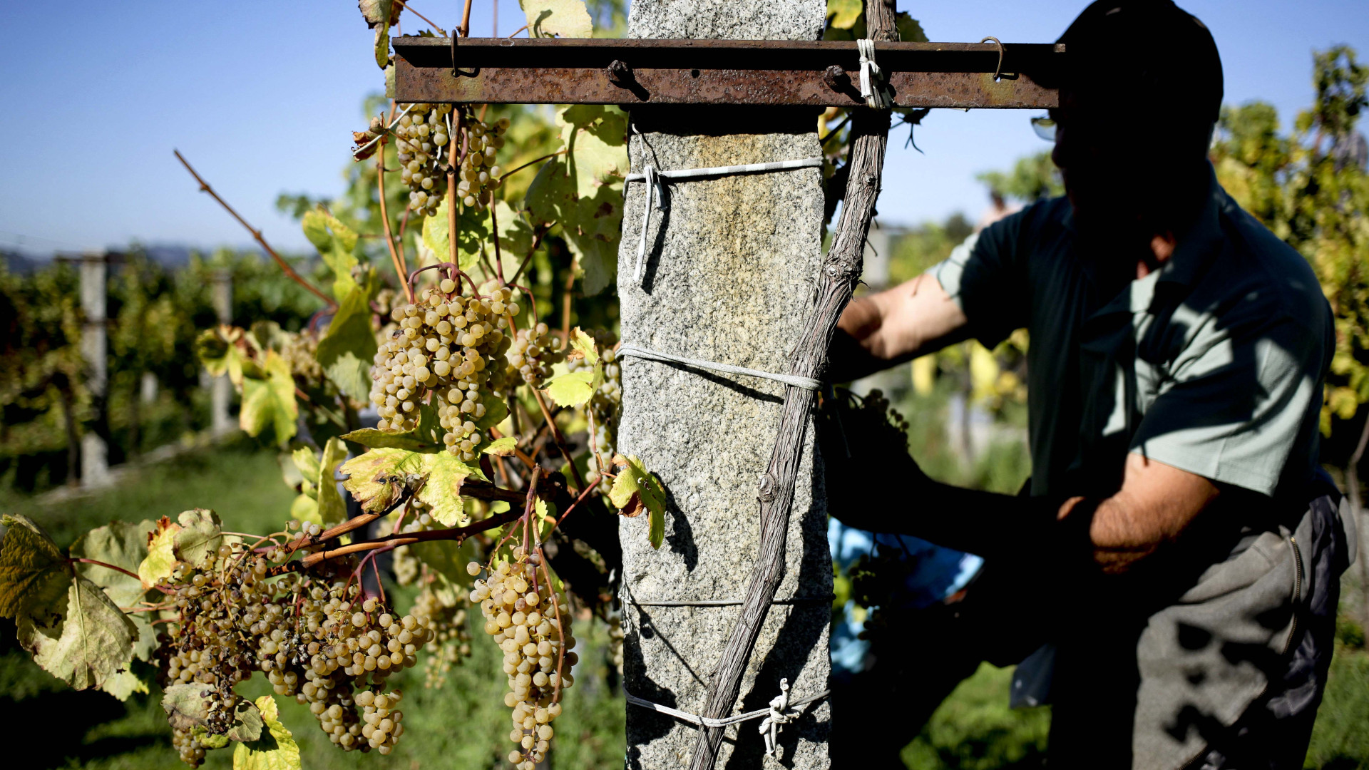 Vinho Verde prepara-se para novo 'ataque' ao mercado norte-americano