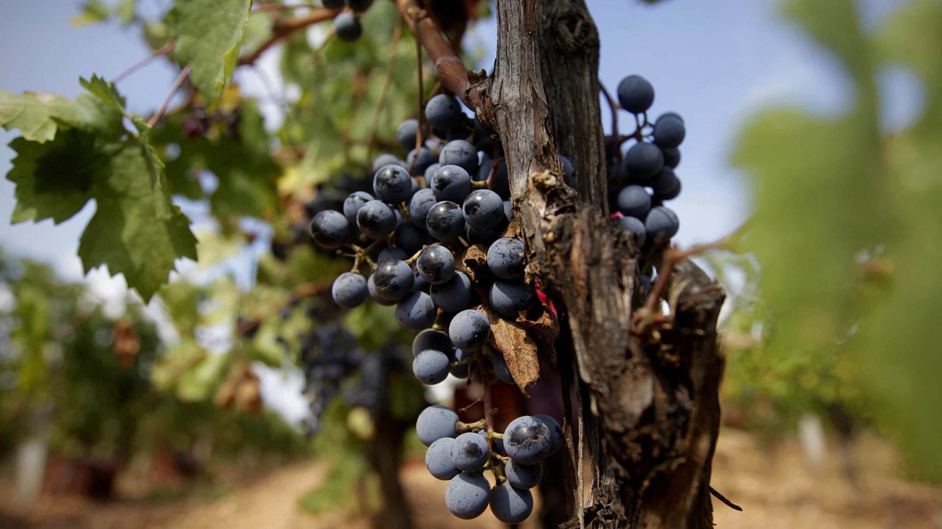 Aprovado acordo entre UE e Singapura que protege vinho português