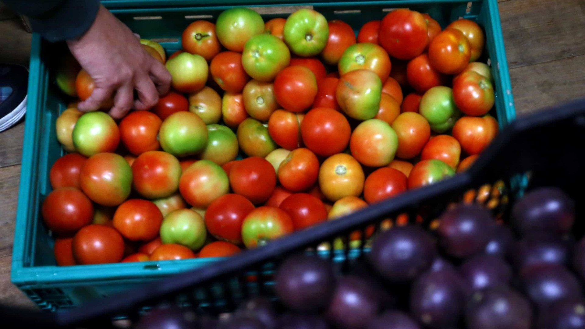 Cidadão da Eritreia quer produzir 2.400 toneladas de legumes em Angola