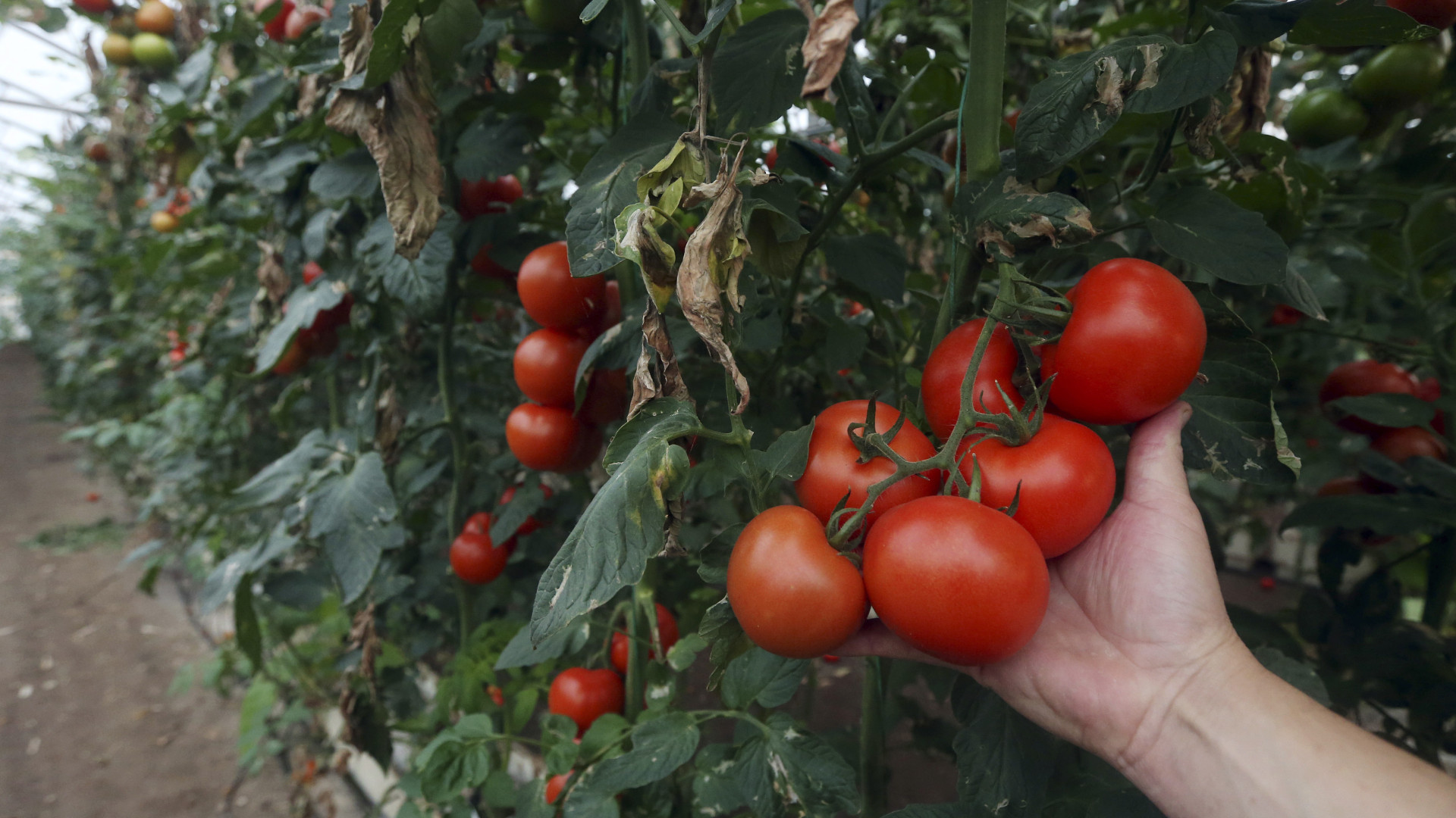 UE e Brasil propõem limites nas ajudas às exportações agrícolas