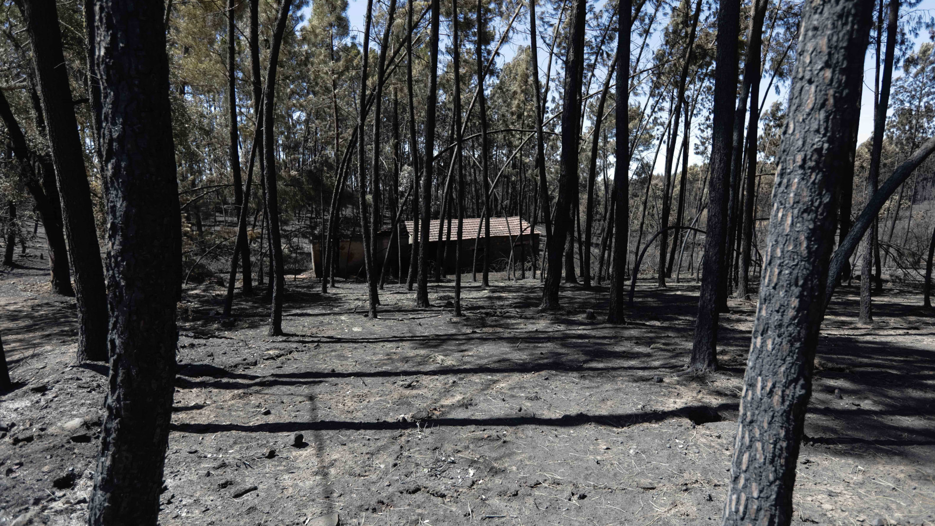 Diploma de gestão florestal em vigor volta ao Parlamento para "melhorias"