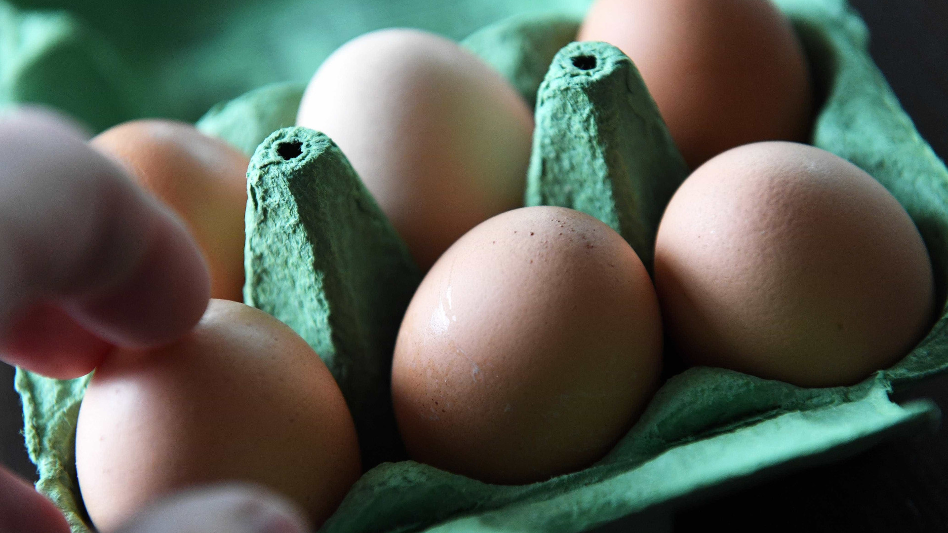 Doze países afetados com ovos contaminados com Fipronil