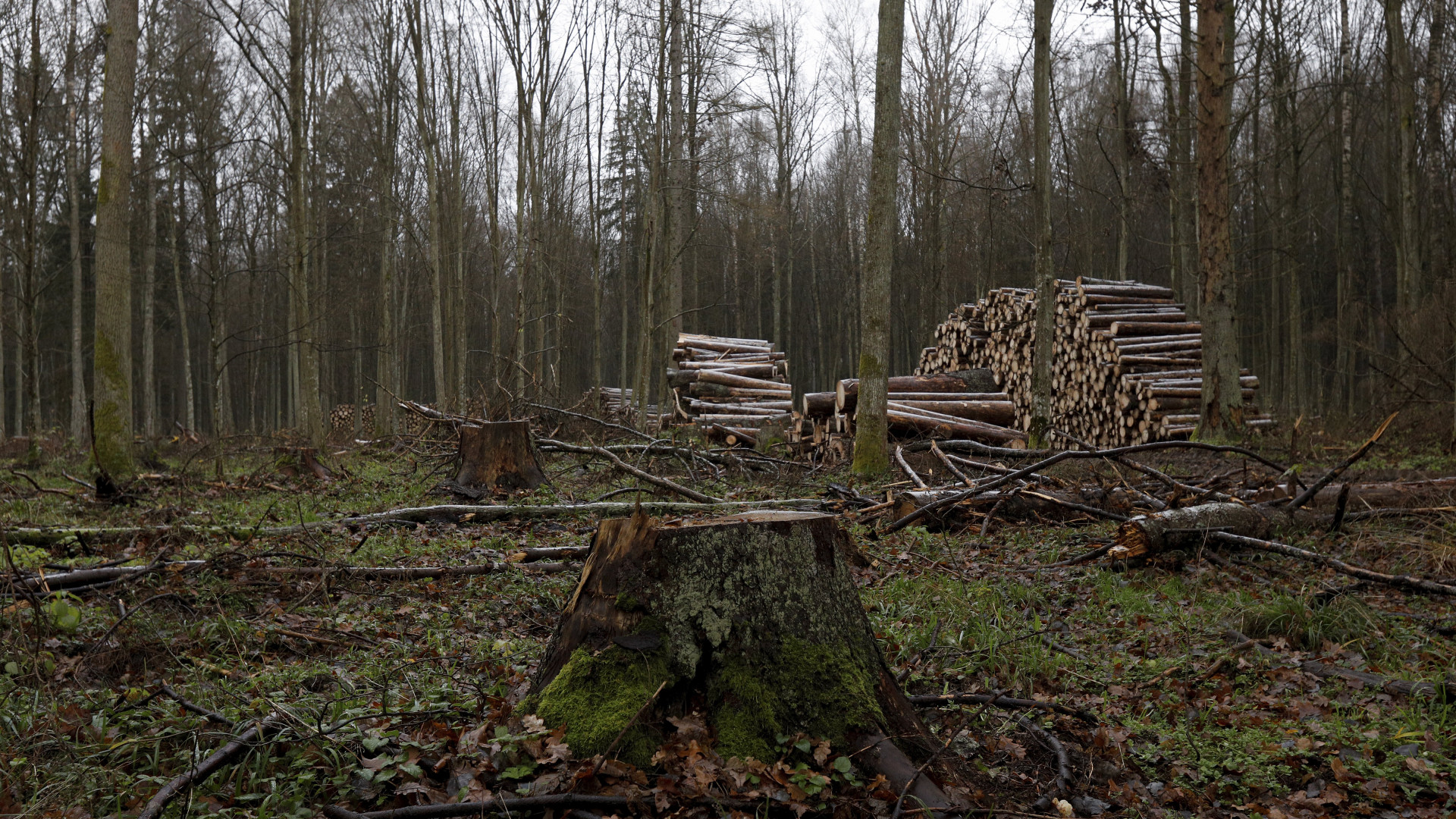 Tribunal Europeu condena Polónia por intervenção em floresta milenar