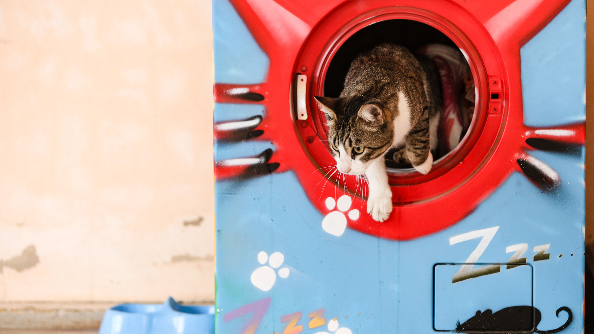 Máquinas de lavar roupa usadas são abrigos para gatos em Monchique