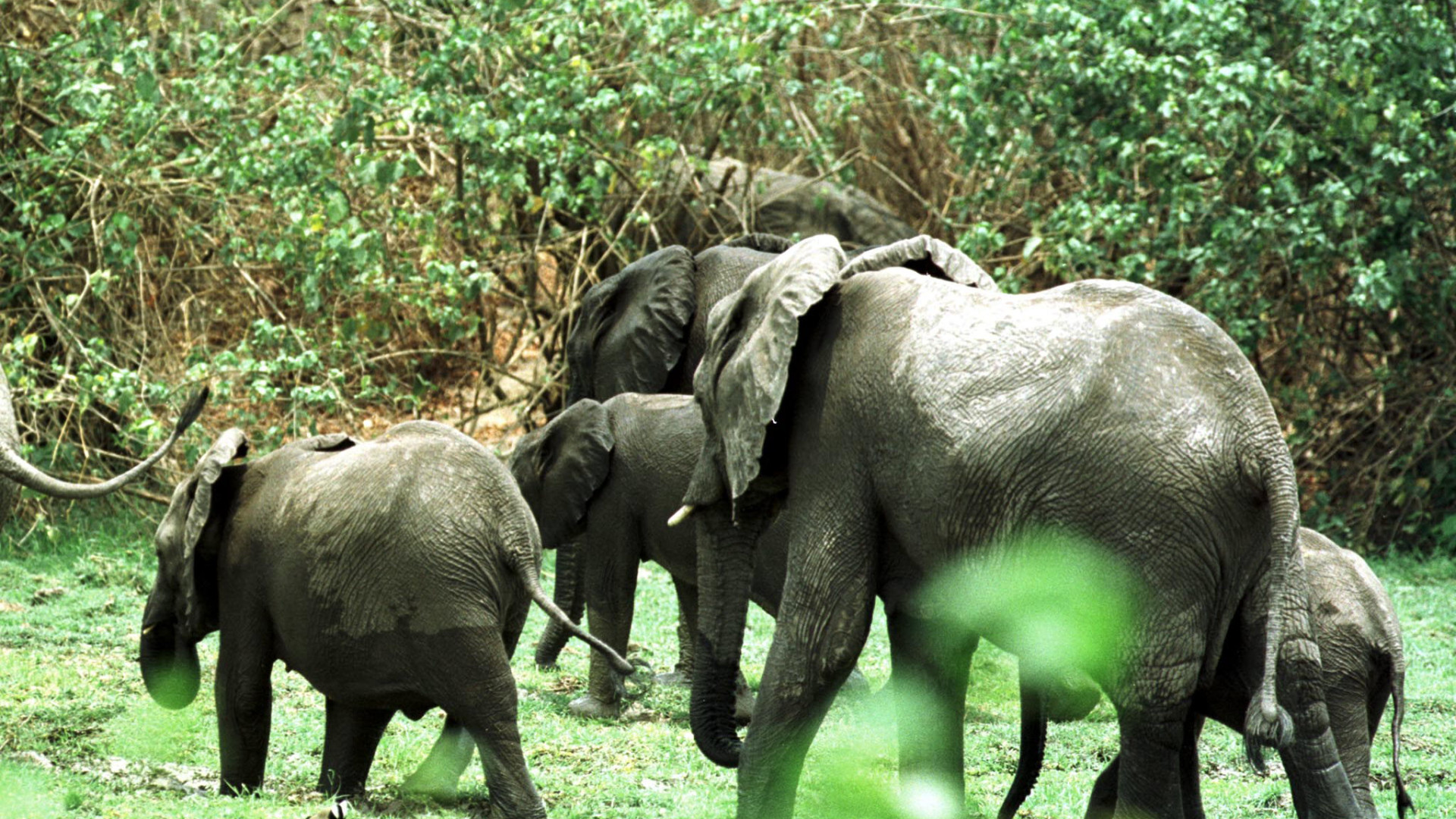 Governo moçambicano espera importar sete mil animais selvagens até 2019