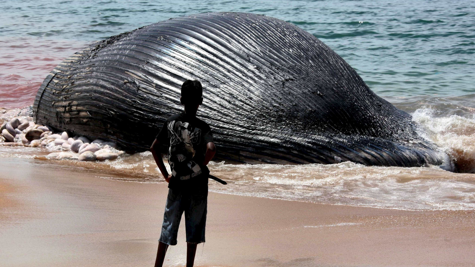 Baleia gigante encalha em praia de Moçambique. Equipas tentam salvá-la