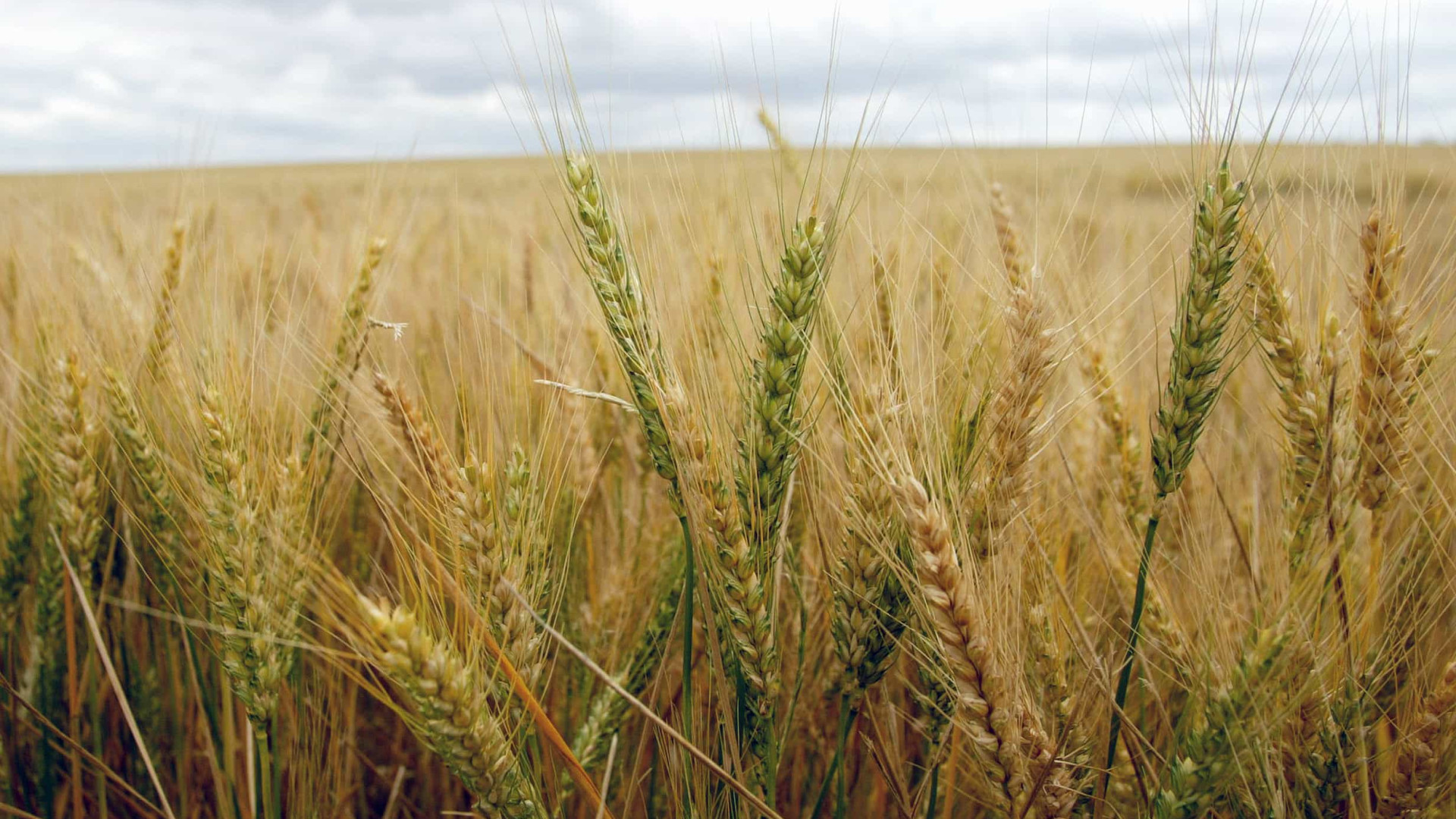 Governo aprova estratégia nacional para promoção da produção cerealífera