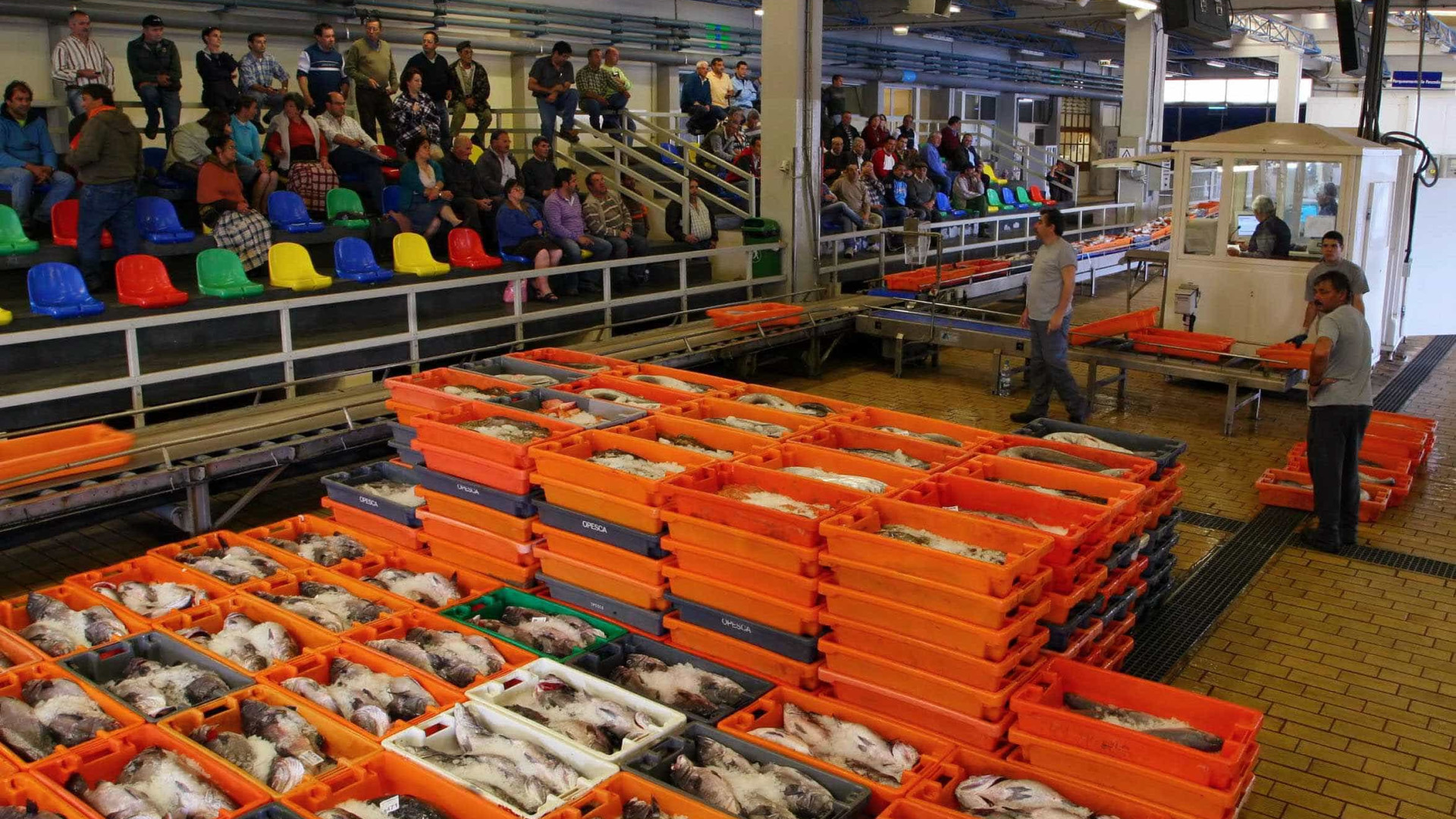 Docapesca diz que venda direta de pescado antes de entrar em lota é legal