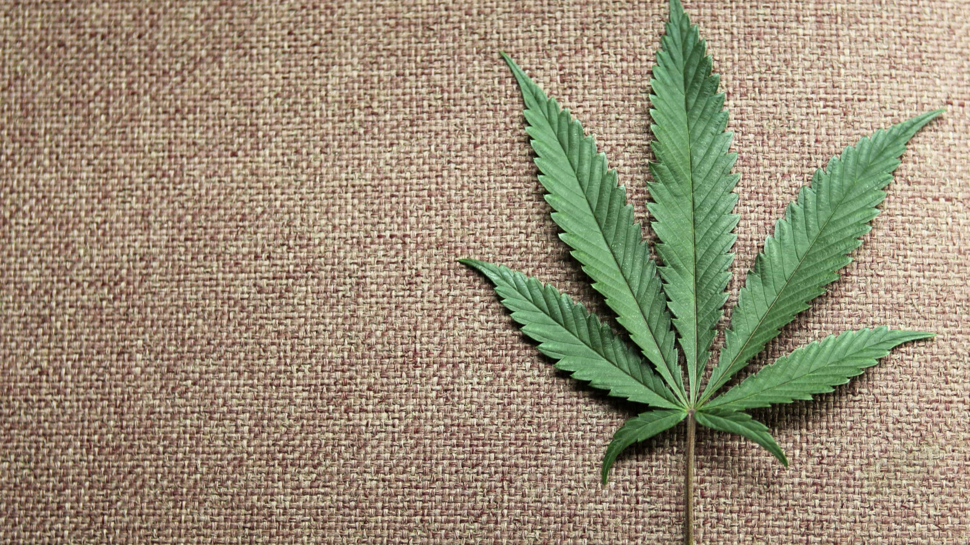 Bloco de Esquerda vai insistir na legalização da canábis