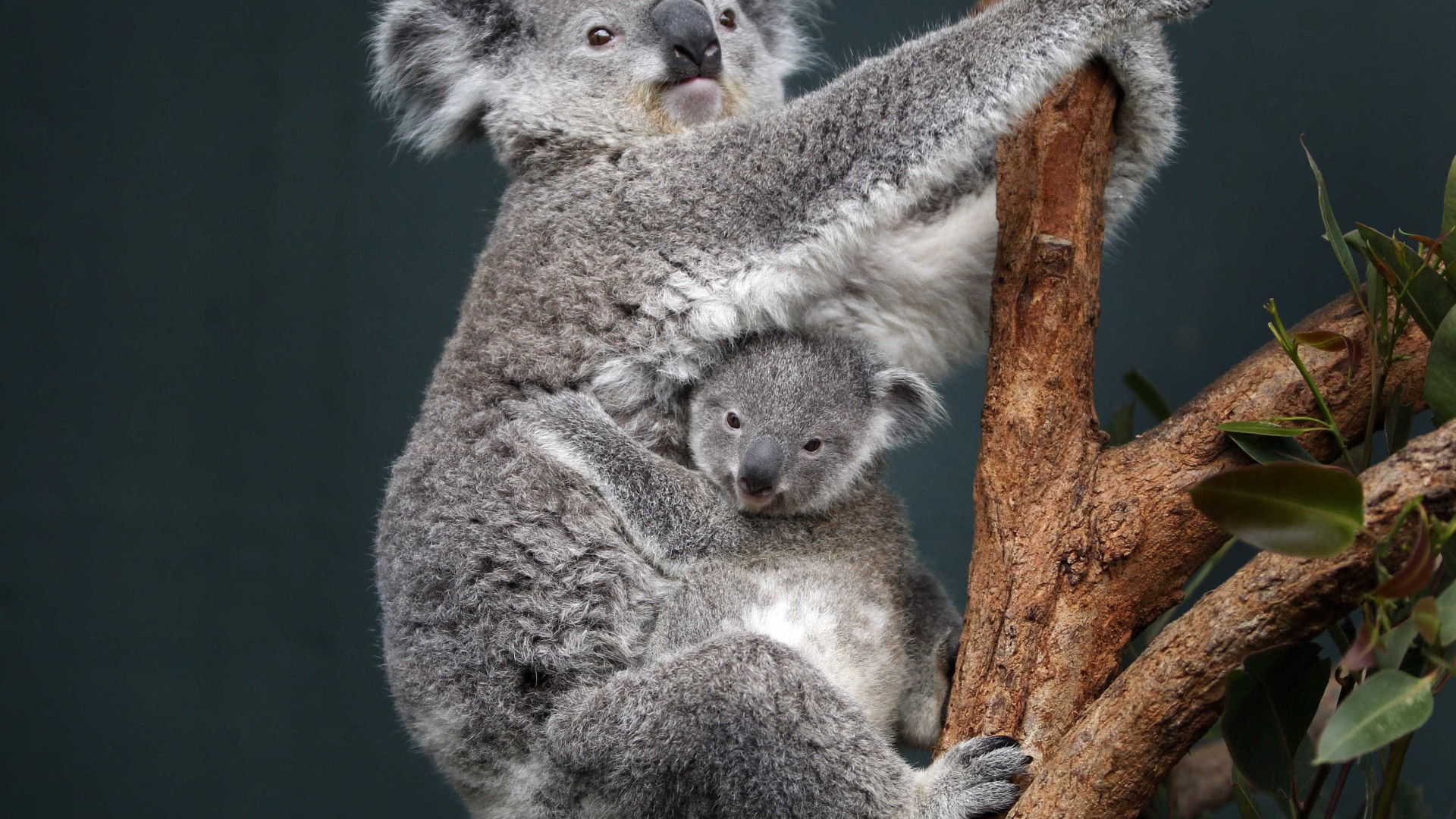 Descoberto antepassado dos mamíiferos que revela origem dos marsupiais