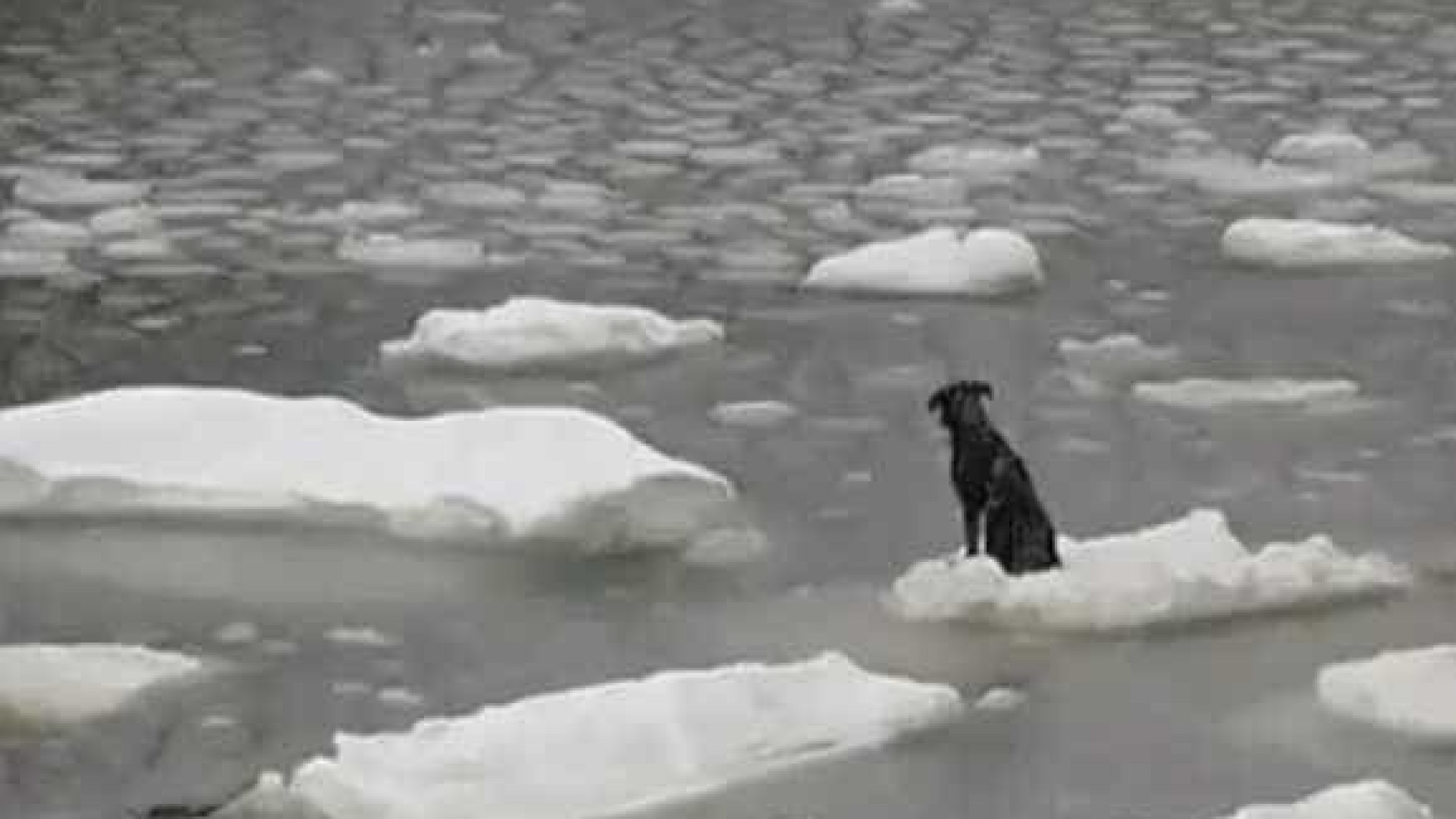 Cão à deriva sobrevive em cima de placa de gelo