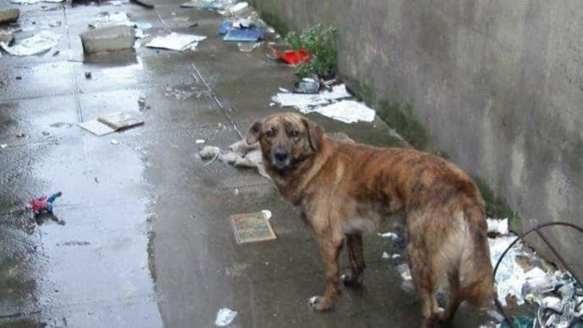 Cão abandonado na própria casa precisa (com urgência) de ajuda