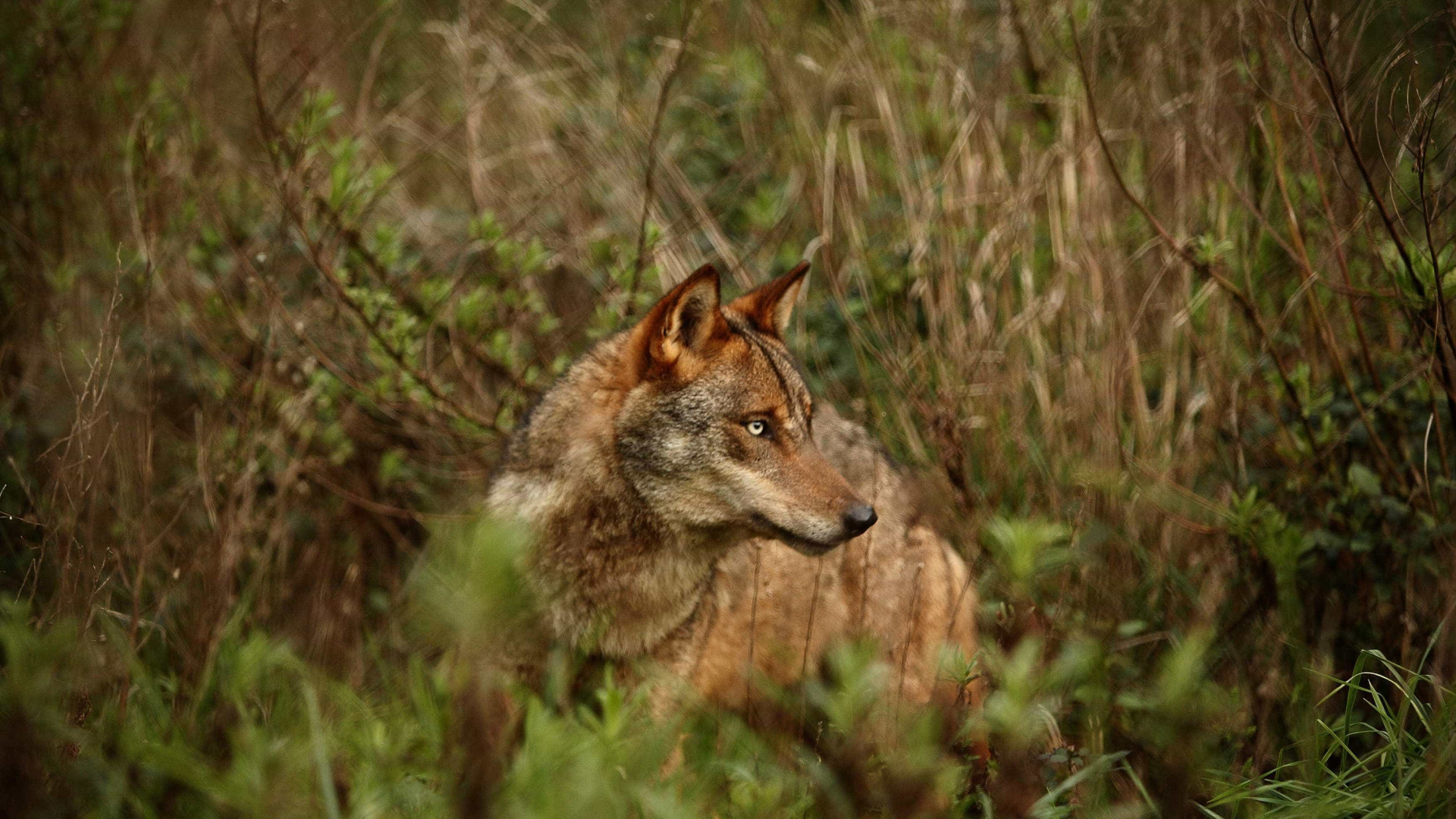 População de lobo ibérico está a aumentar em Portugal
