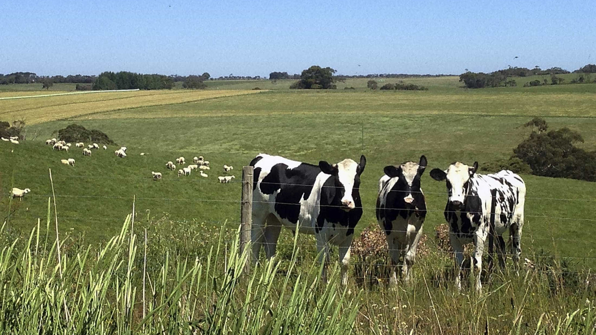 Associações agrícolas da Terceira insatisfeitas com Governo Regional