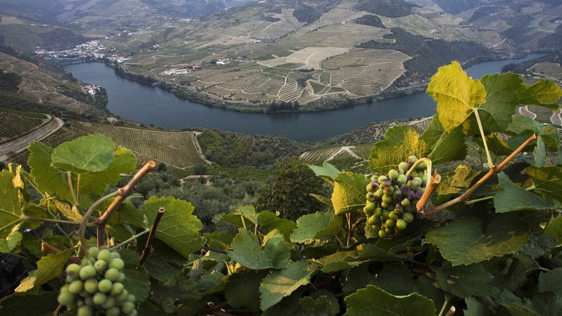 Para pagar dívida a empregados, Casa do Douro vende litros de vinho