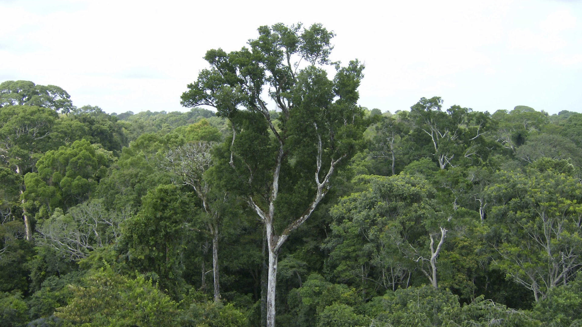 Indígenas brasileiros destacam a sua contribuição na proteção do ambiente