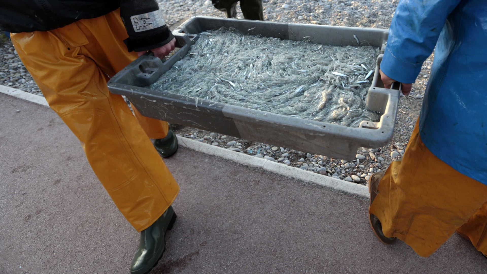 Pescas irão sofrer decréscimo em toda a União Europeia nos próximos anos