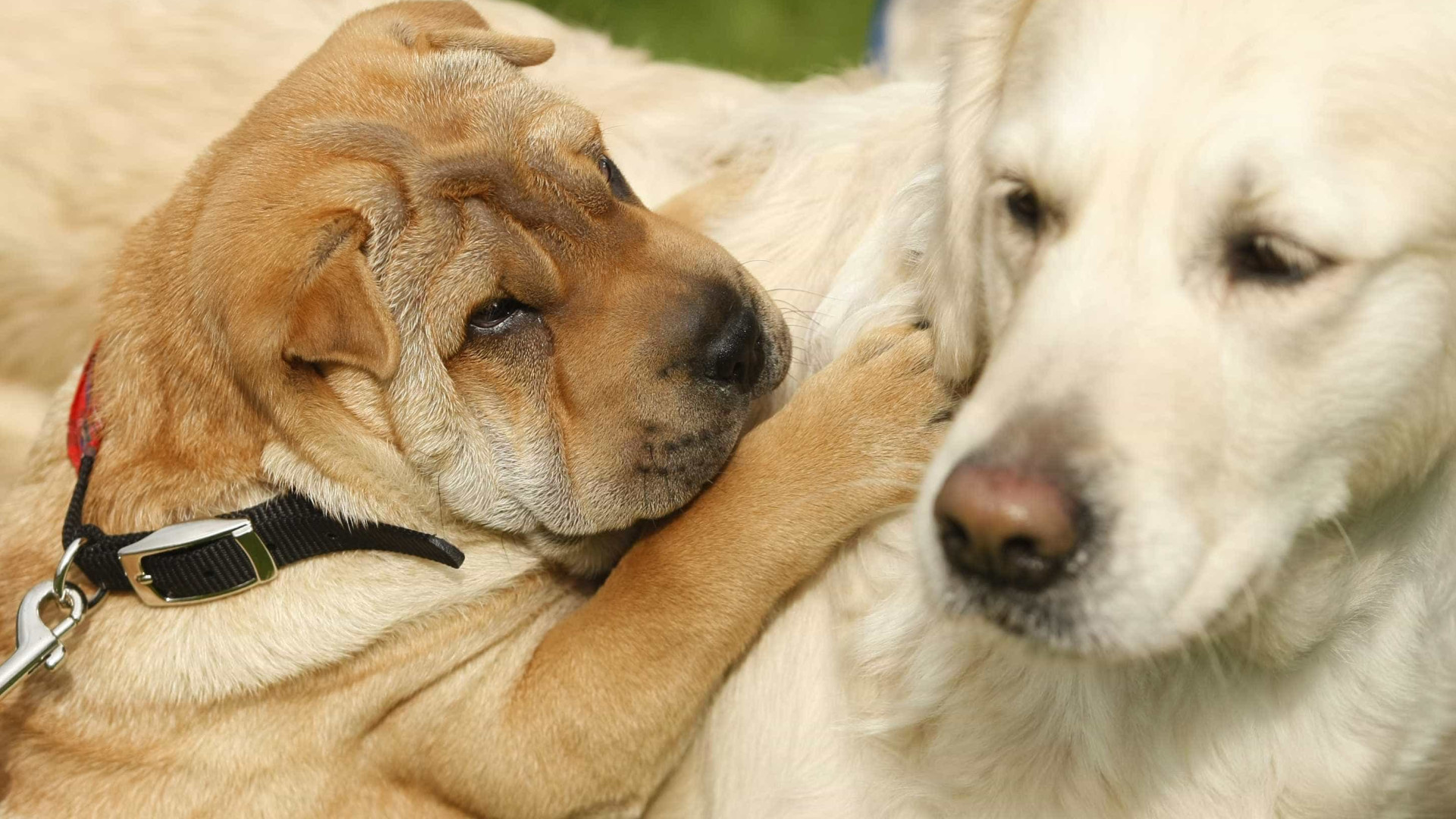 Liga dos Animais defende revisão do novo estatuto jurídico dos animais