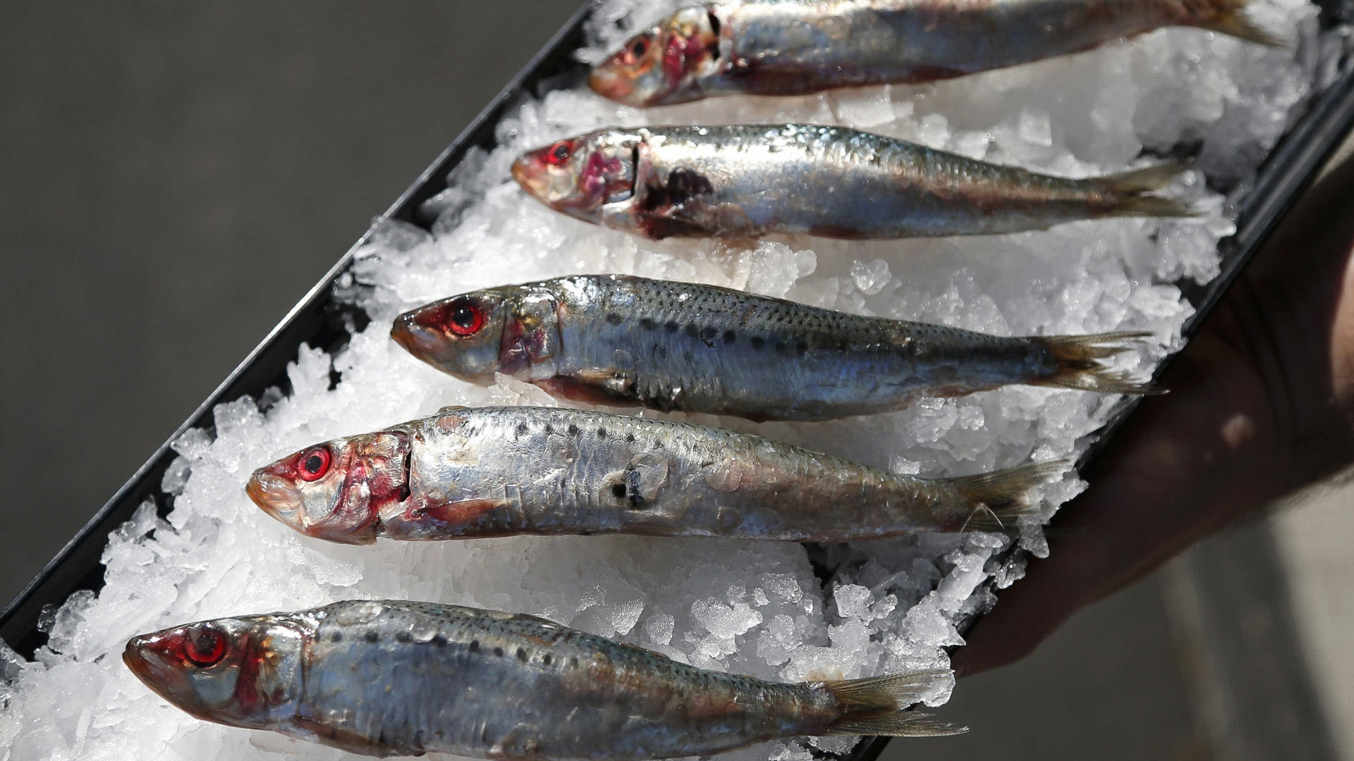 A partir de amanhã só se pode pescar sardinha até 150 quilos por dia
