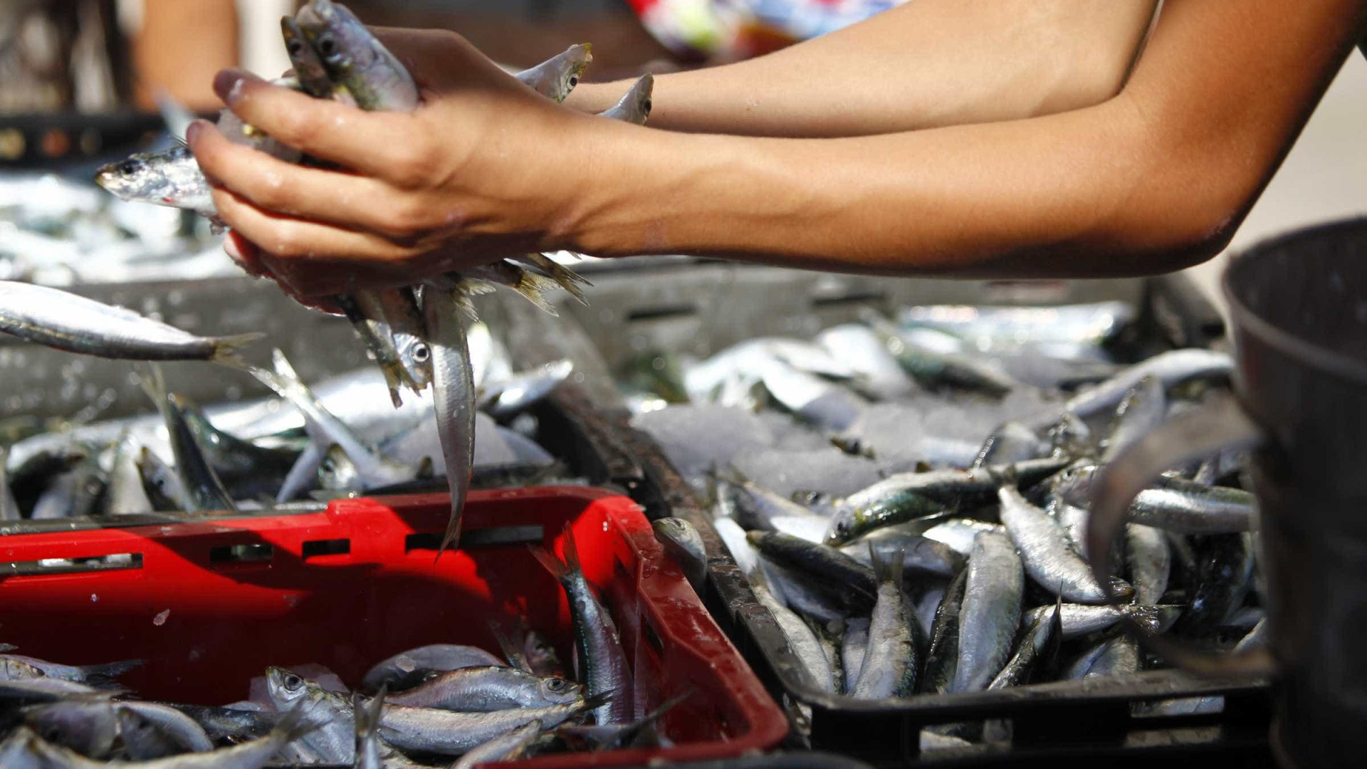 Pesca da sardinha vai continuar com nível "baixo e muito rigoroso"