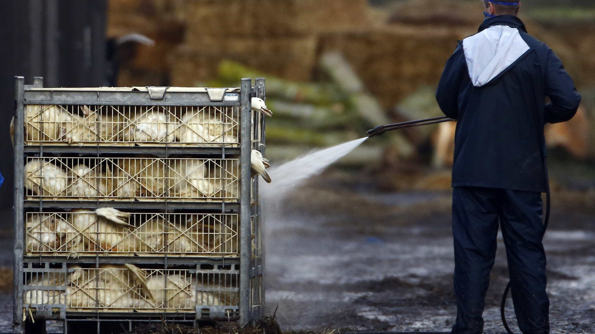 Proibida venda de perus, gansos, patos e galinhas franceses em mercados