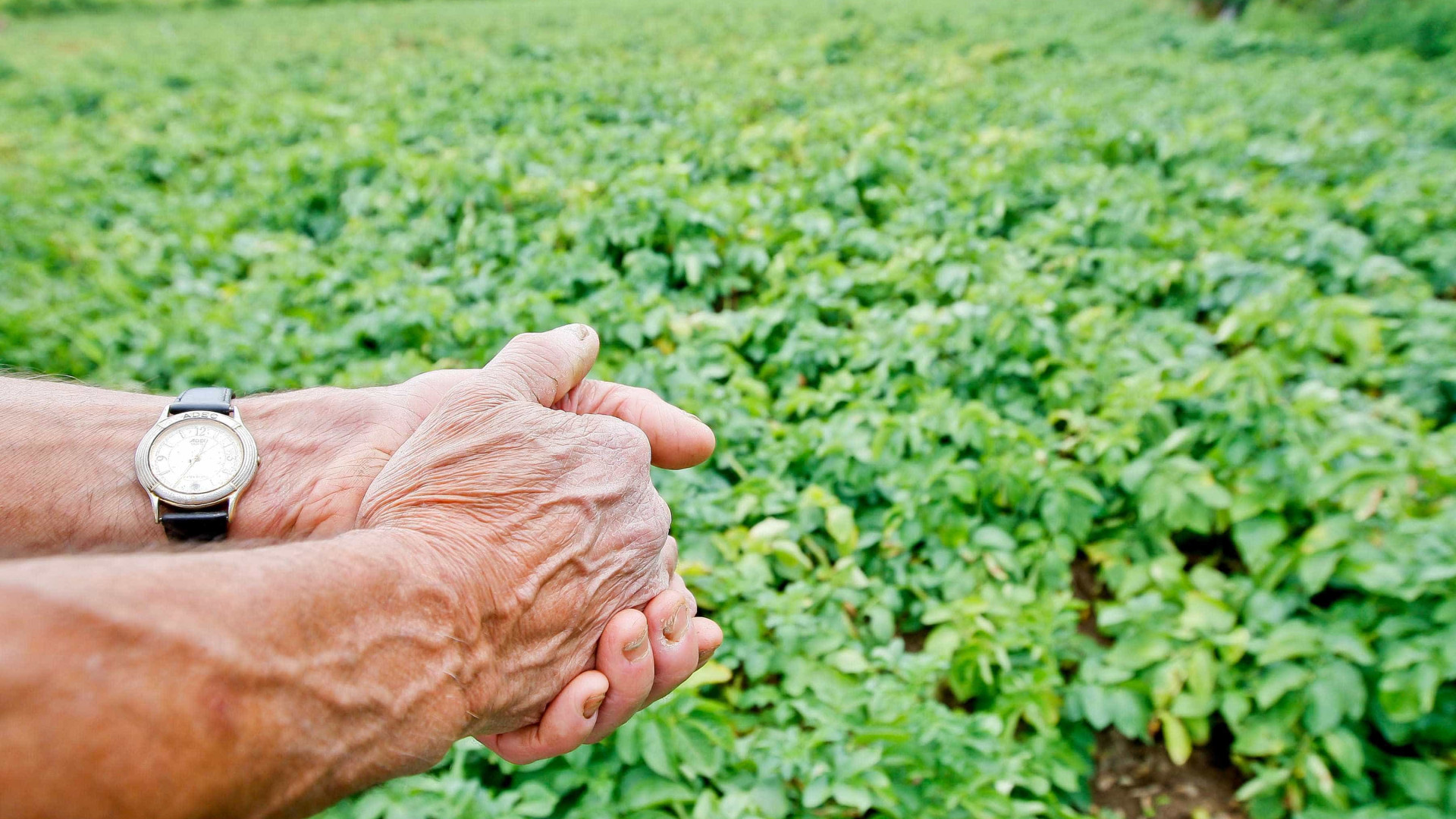 CNEMA faz balanço positivo da Feira da Agricultura que termina hoje