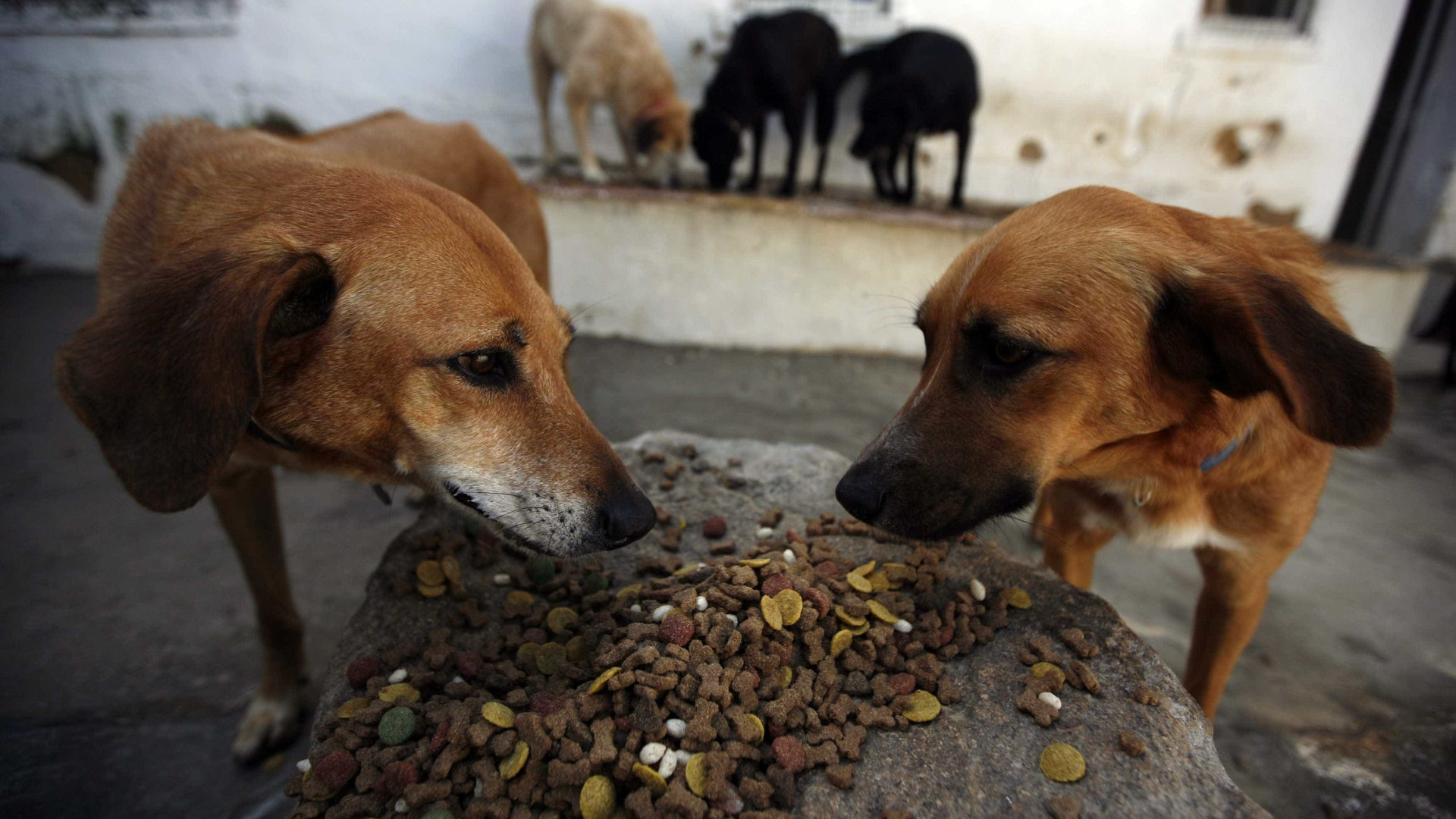 Recolhidos 50 cães de moradia em Câmara de Lobos. Vídeo gera polémica