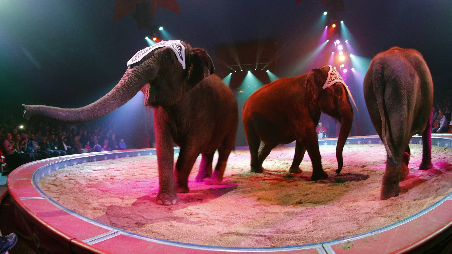 Pela primeira vez, circo de Natal do Porto não vai ter animais