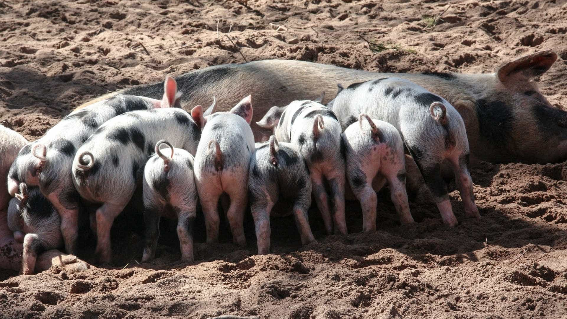 Suinicultores alertam para "fortes danos económicos" devido a greve