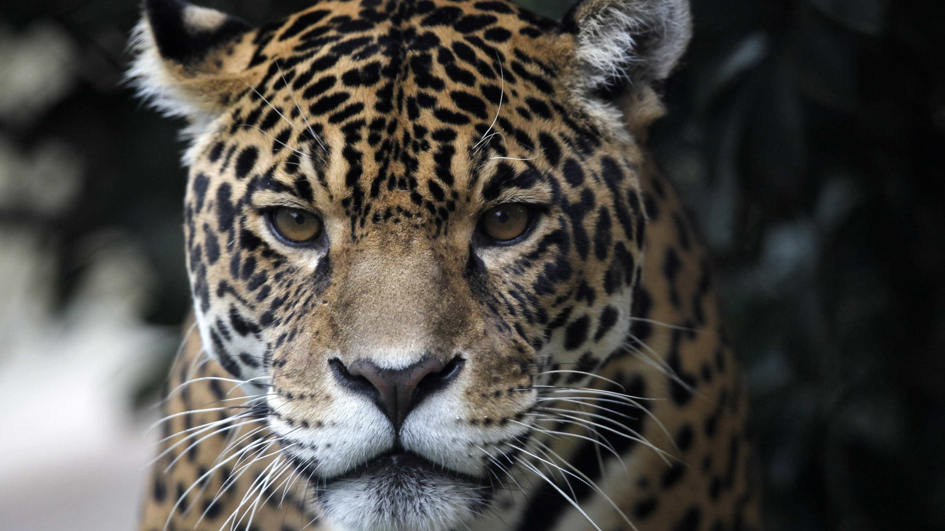 Jaguar foge de jaula e mata seis animais no zoo de Nova Orleães