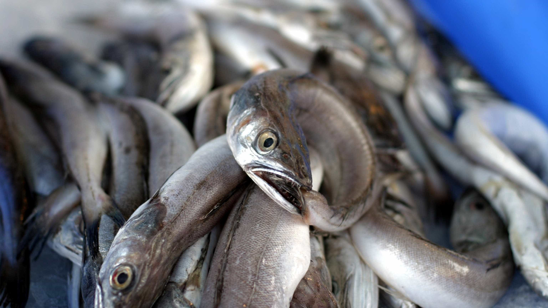 "Decisores ainda tratam Portugal como grande nação de pesca e já não é"