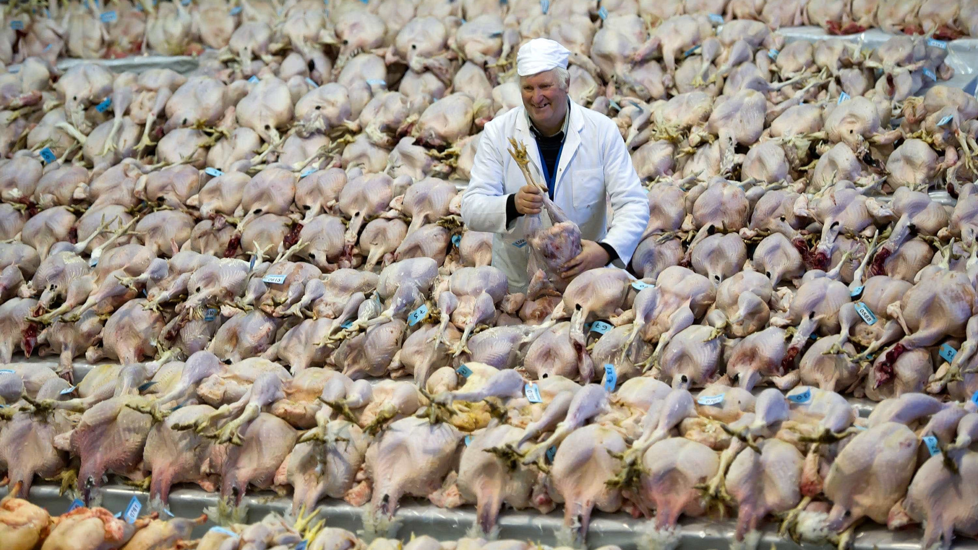 Japão abate 320 mil animais por causa da gripe das aves