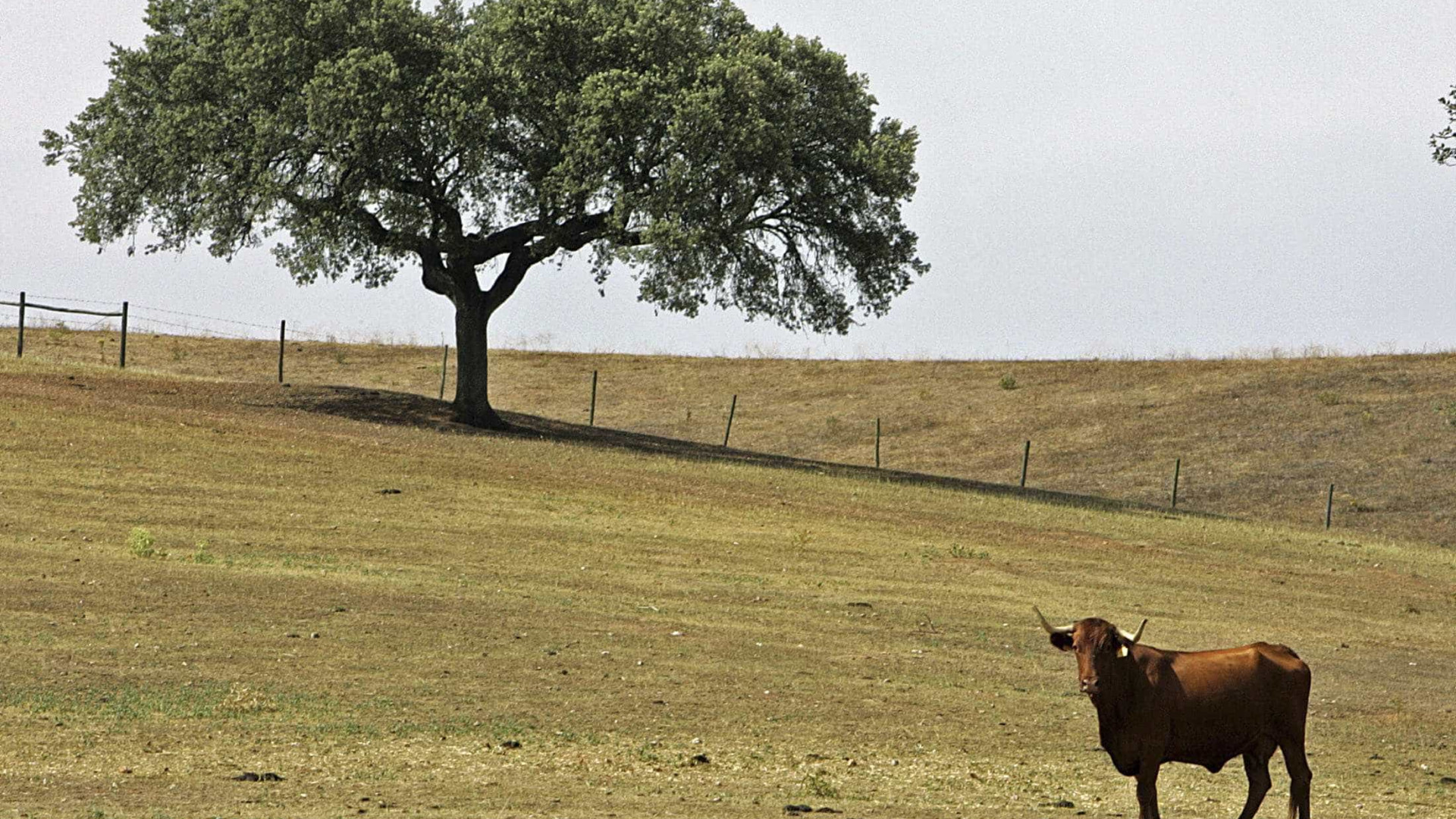 Câmara de Monchique estima que milhares de sobreiros tenham morrido