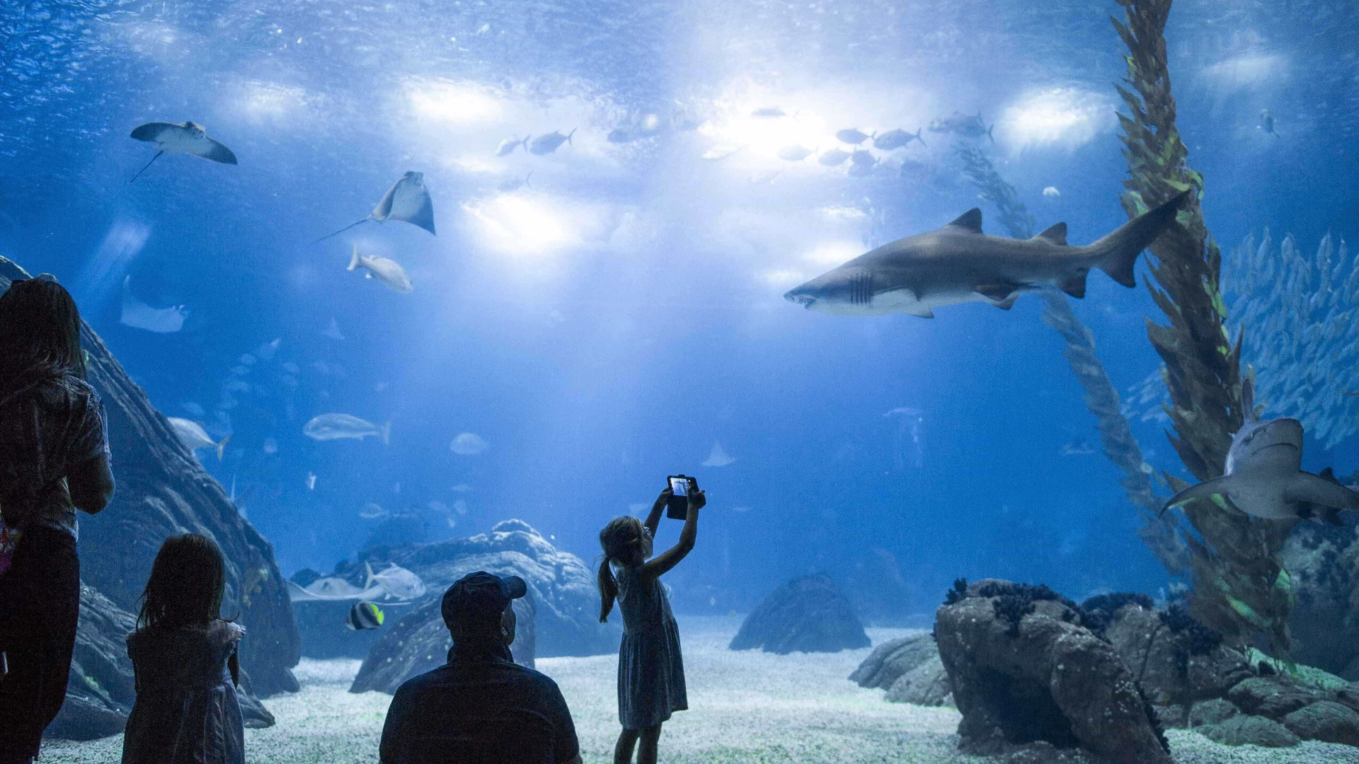 Sabia que agora ir ao Planetário é sinónimo de ir ao Oceanário?