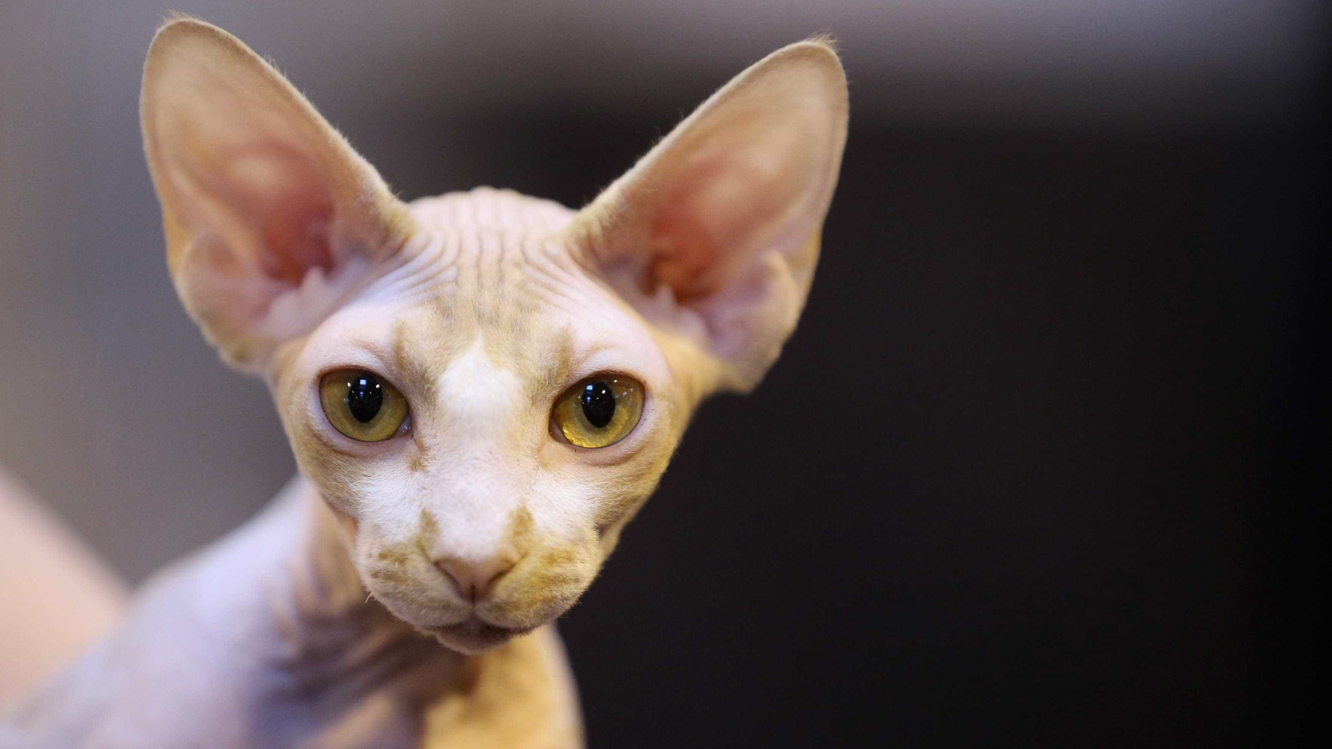 Estão a tosquiar gatos e vendê-los como se se tratasse de espécie rara