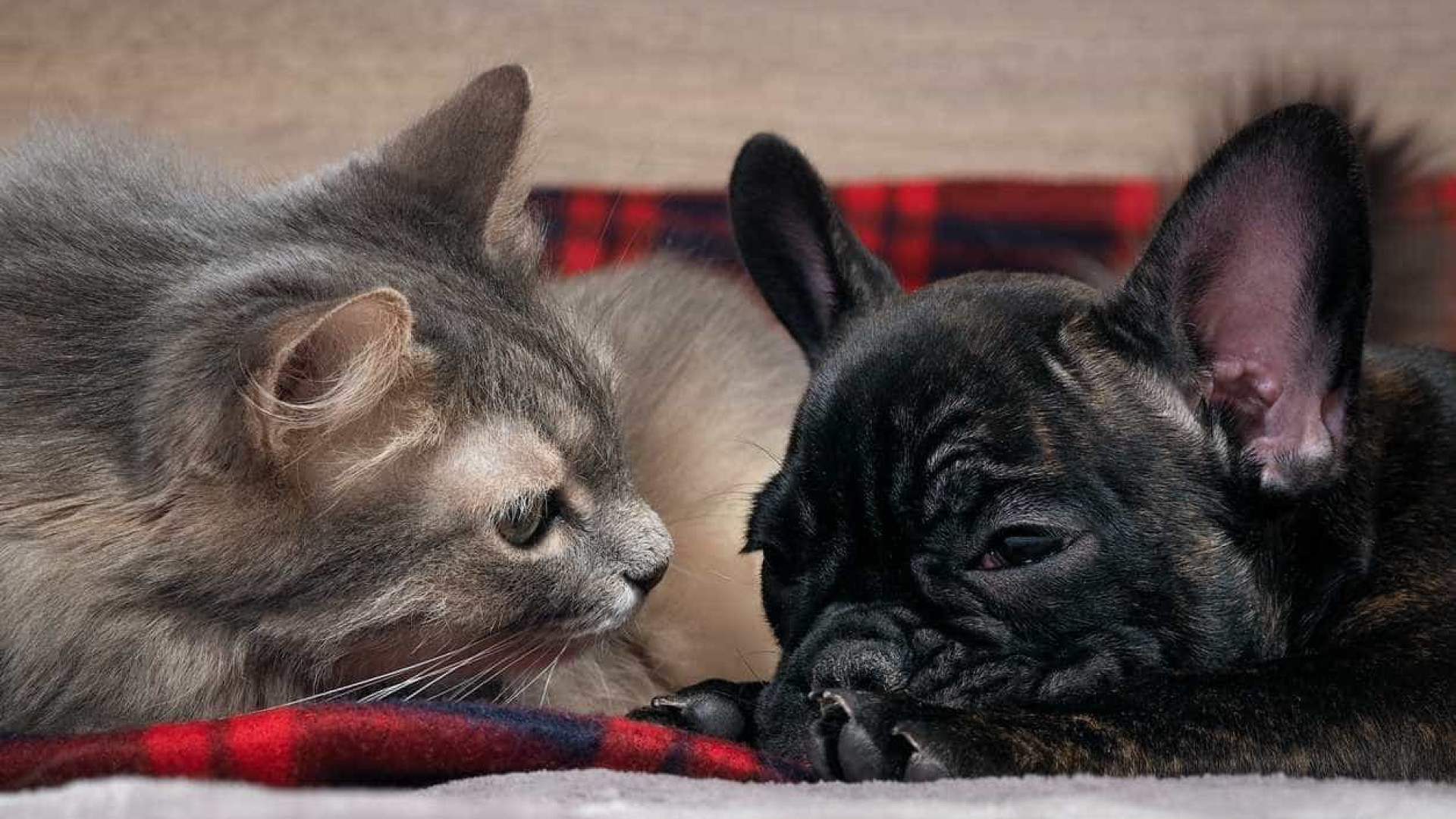 Gaia: Há dezenas de cães e gatos à sua espera para serem adotados