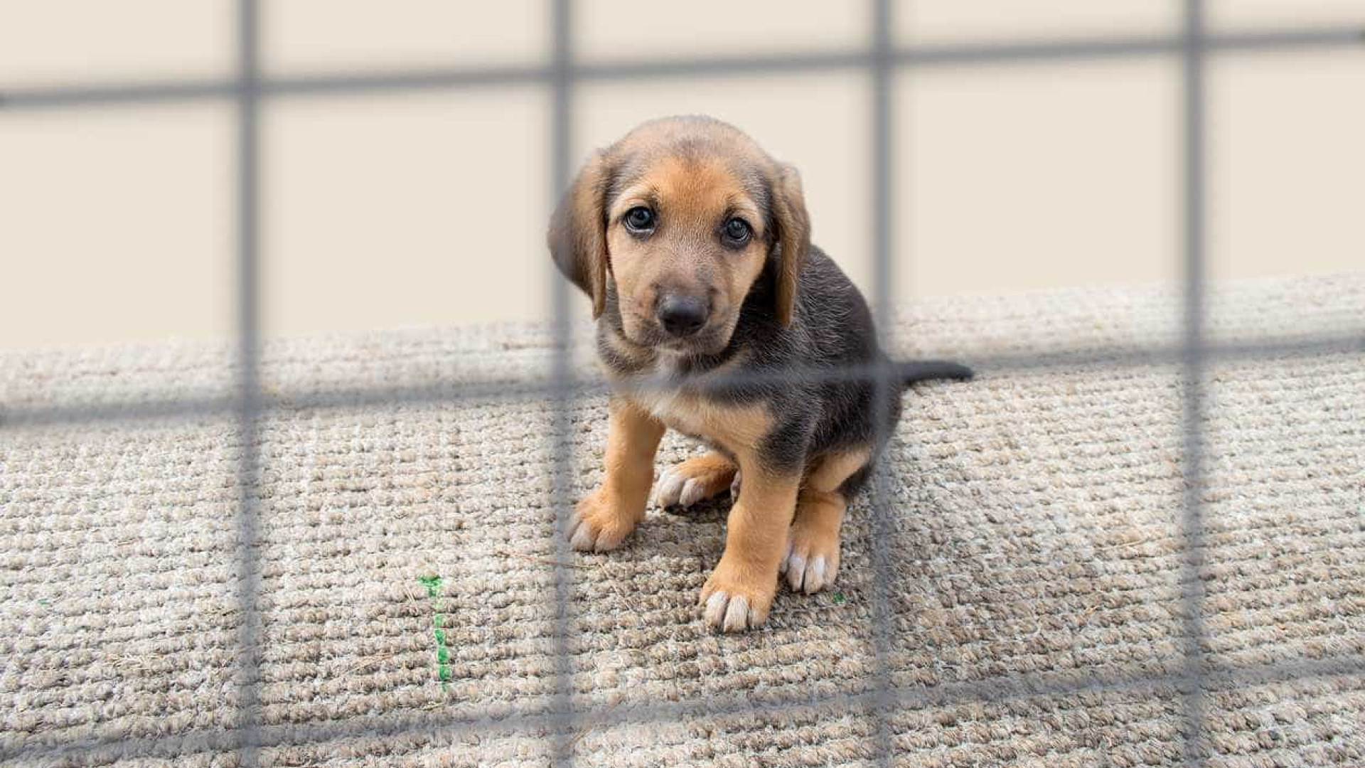 UTAD cria ferramenta online que facilita adoção de animais abandonados