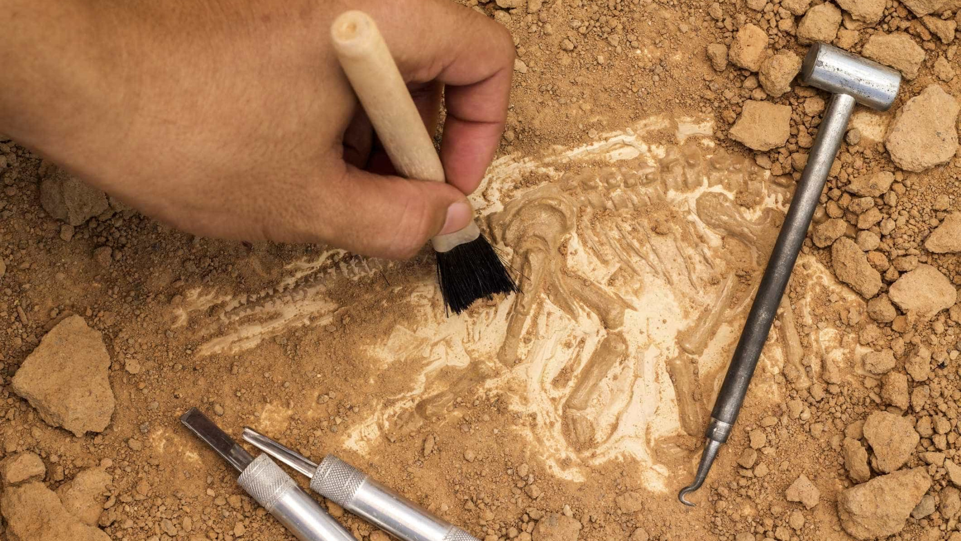 Península Ibérica teria maior diversidade de dinossauros saurópodes