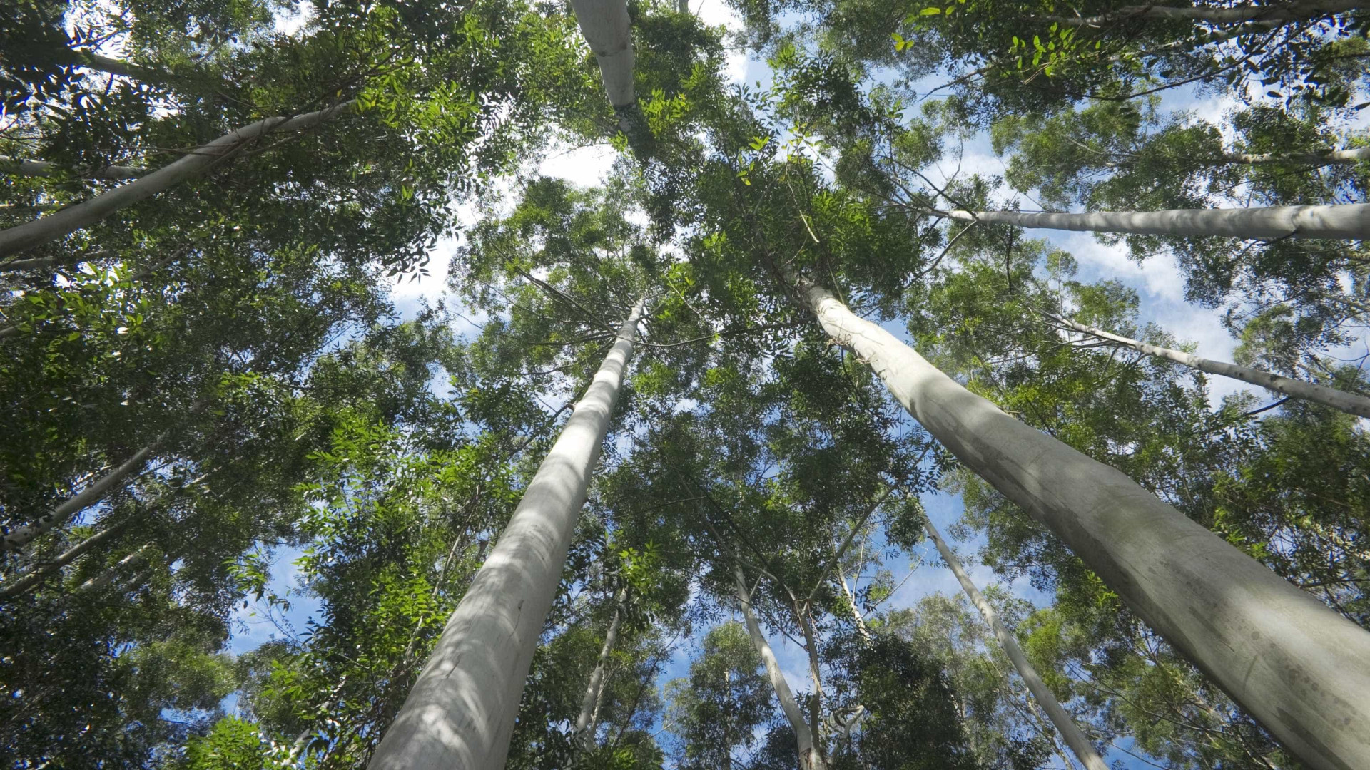 Ambientalistas enaltecem limitação de eucaliptais na reforma florestal