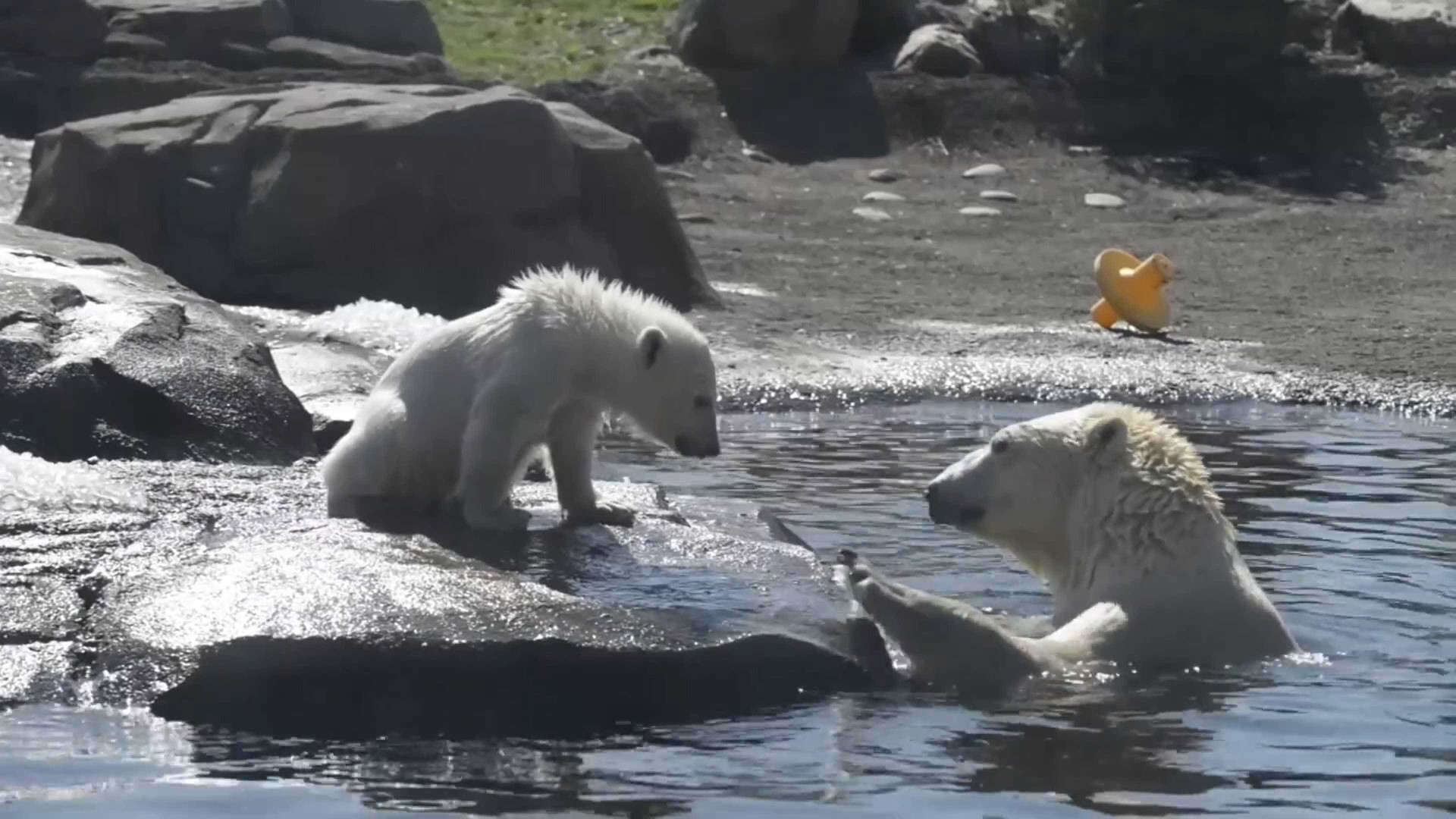 Urso polar bebé é apresentado ao público