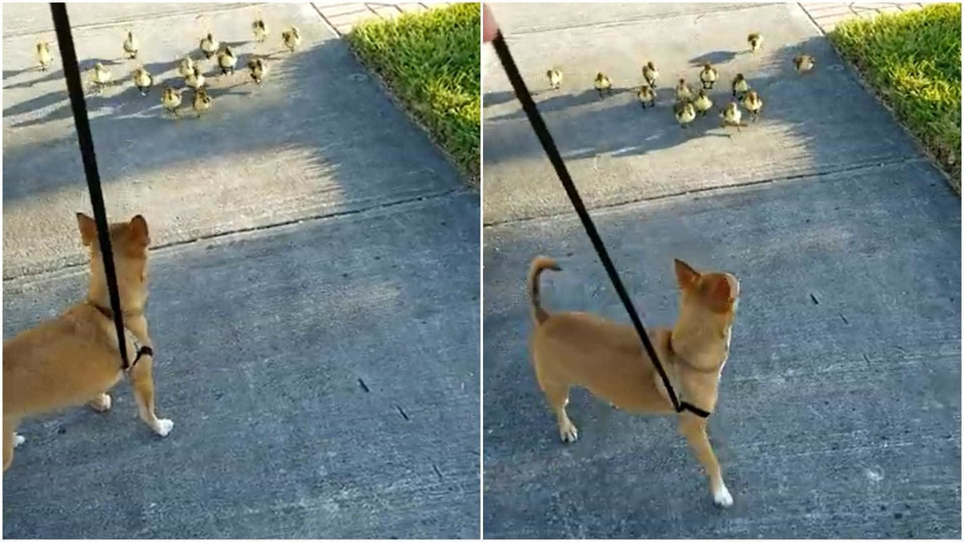 Cão atacado (carinhosamente) por gang de... patinhos