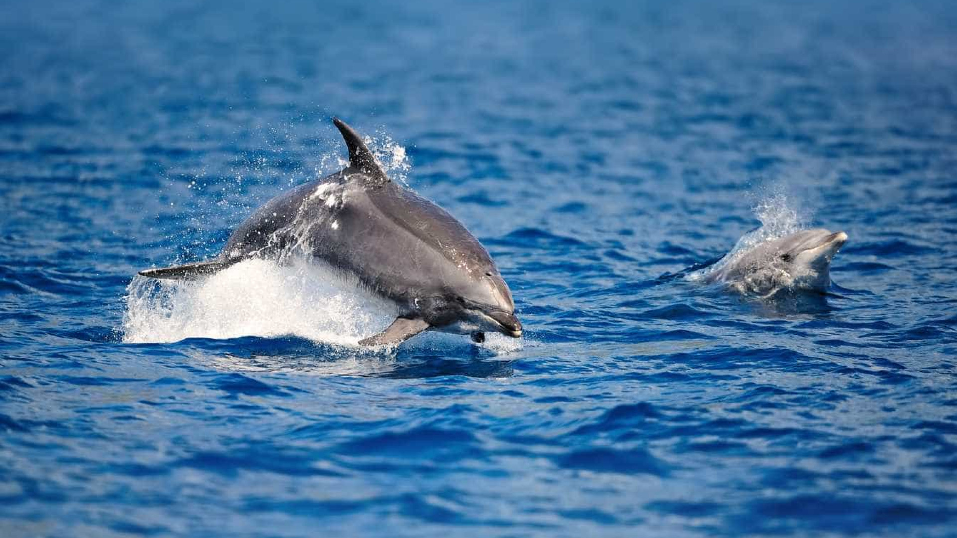 Golfinhos em risco de desaparecer das águas lusas por captura acidental