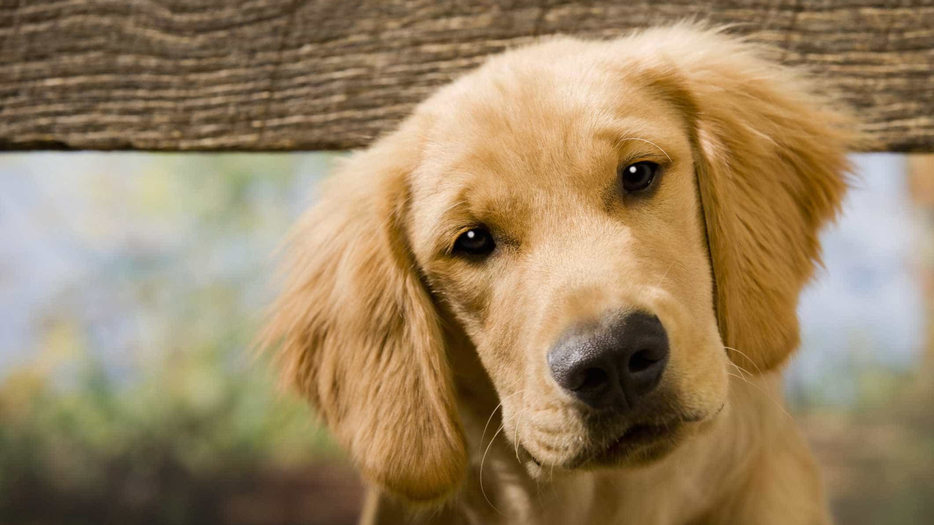Tem cães? Então, olhe-os nos olhos. Pode salvar-lhes a vida