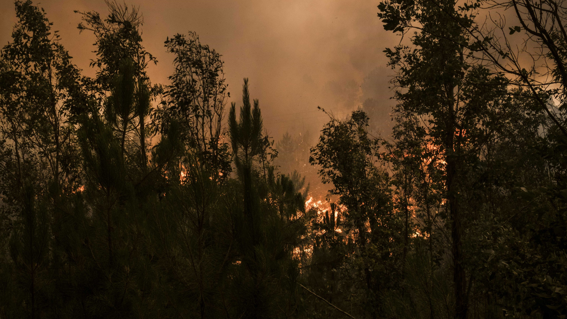 Fogo em Mangualde com uma frente ativa de "difícil acesso"