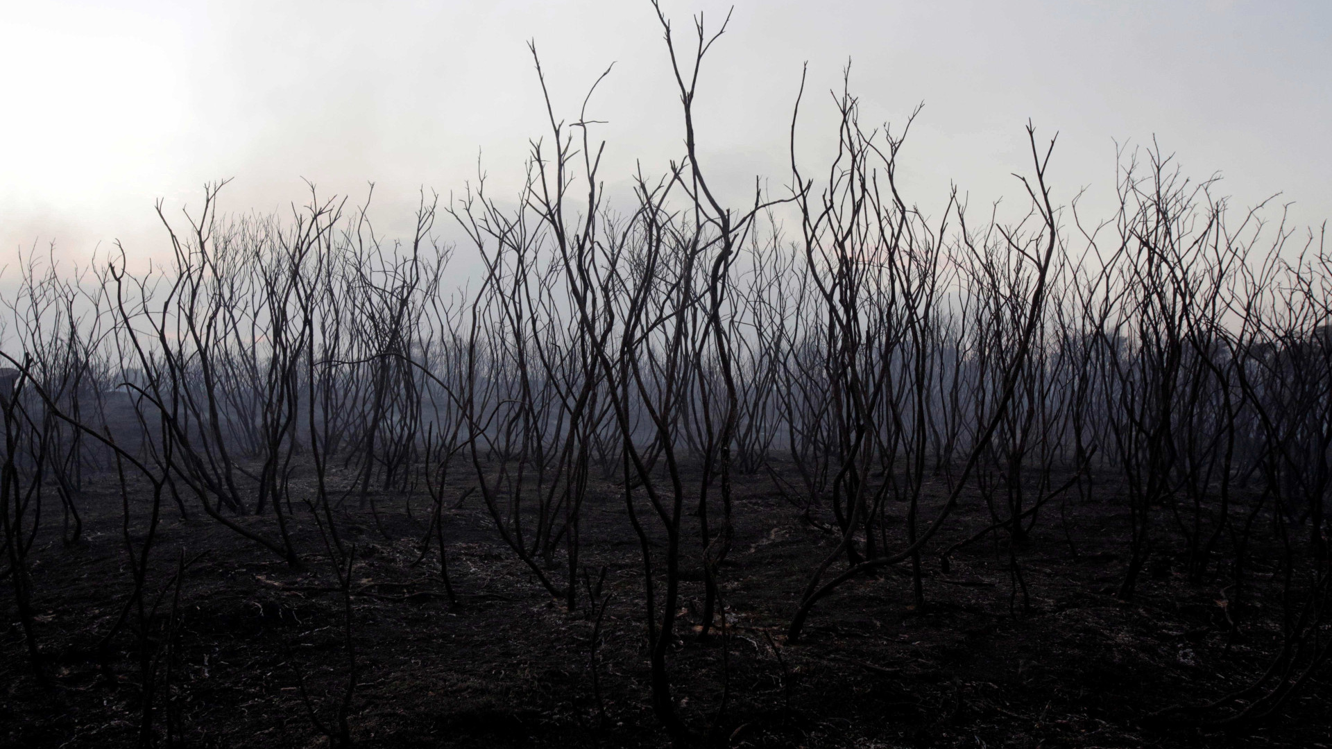 Incêndios: Em Álvaro, "horta ambulante" da Junta ajuda quem tudo perdeu