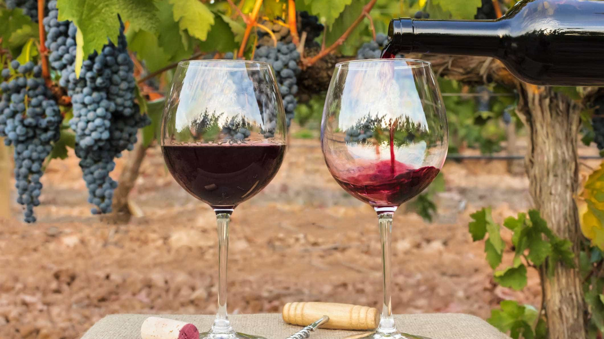 'Escaldão' causa perdas na produção de vinho no Alentejo